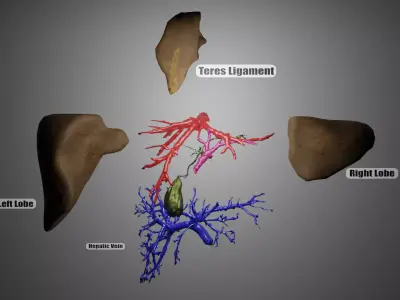 Human Liver 3D Model Low-poly 3D model