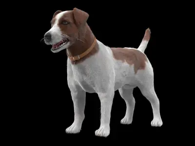 Jack Russell Low-poly 3D model