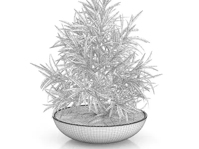 Plant in Flat Pot 3D model
