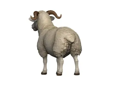Sheep Low-poly 3D model 8