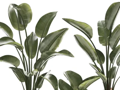 Beautiful Strelitzia in a flower pot for decoration 1285 3D model