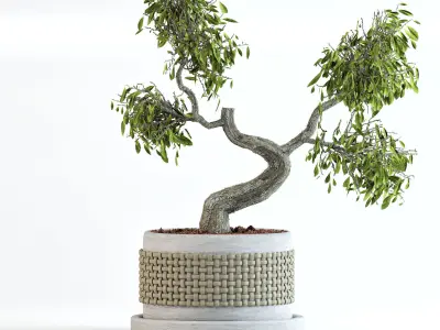 Clove bonsai 3D model