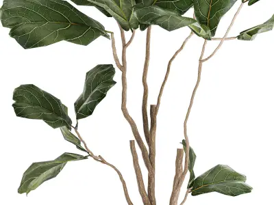 Decorative Tree Ficus Lyrata In A Flower Pot 1241 3D model