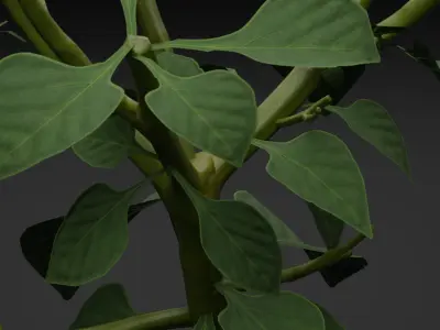 Bell Pepper Plant Low-poly 3D model