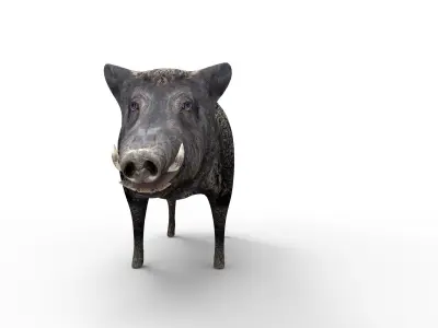 Wild Boar Rigged 3D Low-poly 3D model