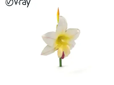 Freesia Grandiflora Large Blooms Model Pack Low-poly 3D model