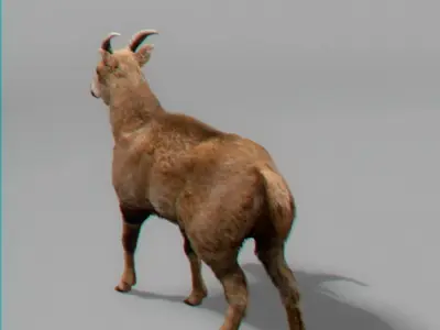 Mountain Goat 3D model
