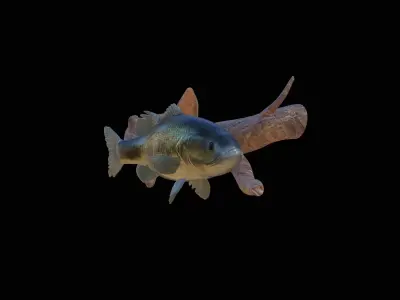 BASS UNDERWATER STATUE ON THE WALL DETAILED TEXTURE 3D print model