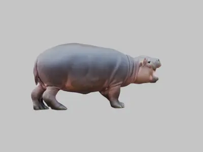Cute Baby Hippo Roaring 3D Model Low-poly 3D model