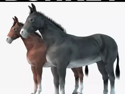 Donkey two donkeys 3D model