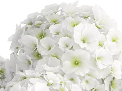 Beautiful  bouquet decoration glass vase white hydrangea 603 3D model