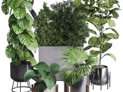  indoor plant ficus lyrata monstera palm in a wooden 3D model