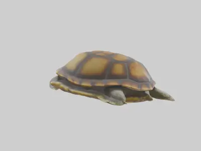 Flatback Turtle resting model Low-poly 3D model