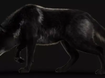 Black Timber Wolf Xgen 3D model