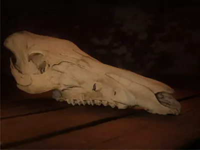 European Wild Boar Skull 3D Model - PBR 4K Textures Low-poly 3D model