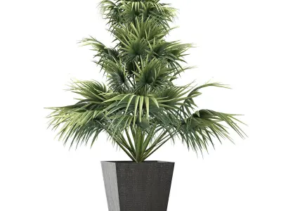 Plants Collection 192 Sabal Minor 3D model