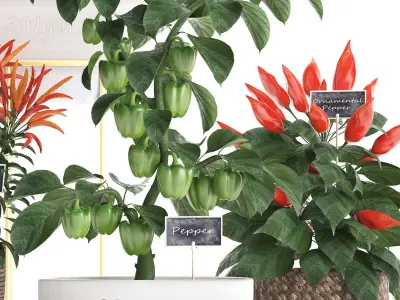 Decorative plants for the kitchen 387 peppers 3D model