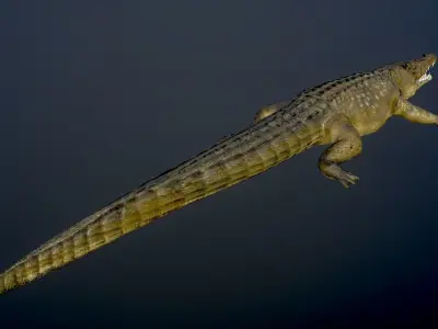 Crocodile Alligator  Cayman Reptilian Vertebrata Chordata  3D model