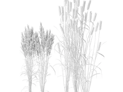 Meadow Plant Tall Grass 3D model