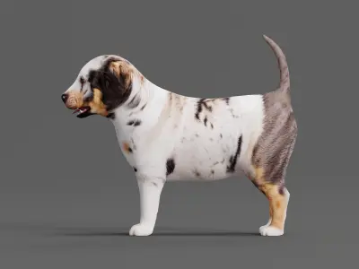 Louisiana Catahoula Leopard Puppy Dog Low-poly 3D model