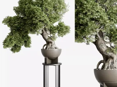 Bonasi Tree in a concrete vase set indoor plant 391 Low-poly 3D model