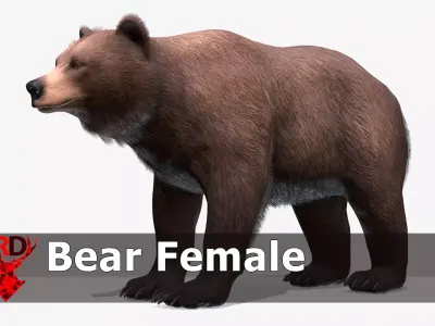 BEAR - FEMALE Low-poly 3D model
