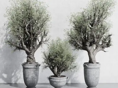 Olive tree in an old classical vase outdoor plant set 143 Low-poly 3D model