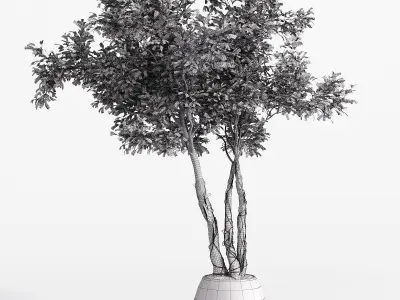 Indoor plant set 03 3D model