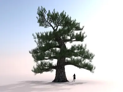 Japanese Pine tree Low-poly 3D model