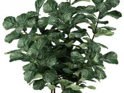 Plants collection 98 3D model