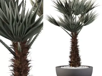 Chamaerops palm 3D model