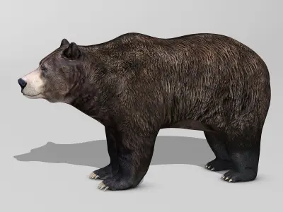 Brown Bear 3D model