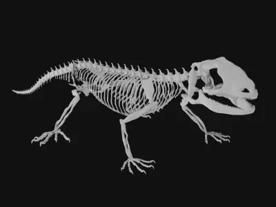 Lizard skeleton 3D model