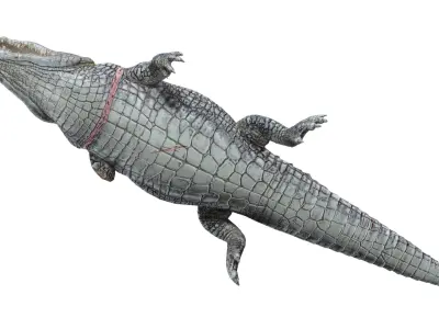 Animated Injured Crocodie Rigged Low-poly 3D model