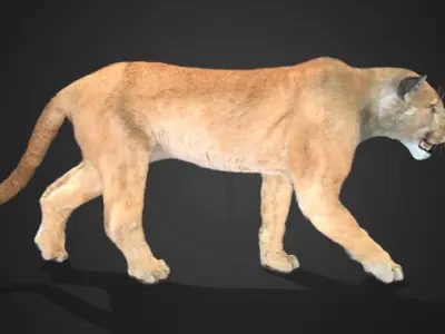 Cougar - Puma Realistic Animated 3D model