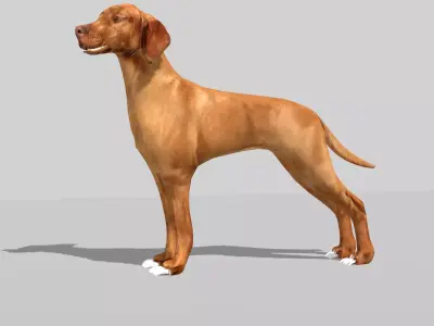 hungarian vizsla dog Low-poly 3D model