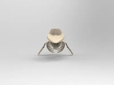Sperm Whale Skeleton 3D Model 3D model