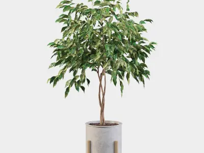 Ficus benjamina  3D model
