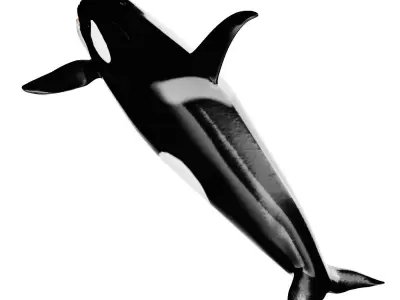 Killer whale Low-poly 3D model