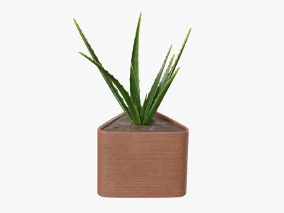 Plant 3 aloe vera 3D model