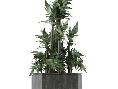 House Plant 20 3D model