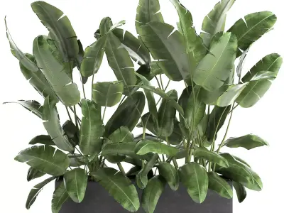Banana bush in a pot for the interior 866 3D model