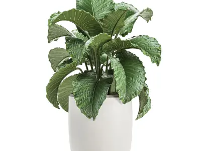 Alocasia in a white flowerpot for decor and interior design 510 3D model
