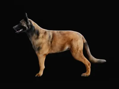 Belgian Shepherd Tervuren Dog Breed 3D model