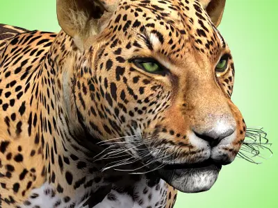 Leopard Rigged 3D model