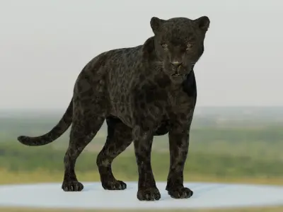 Panther 3D Blender I Animated 3D model