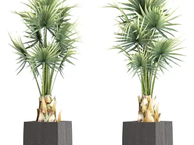 Plants Collection 193 Sabal Minor 3D model