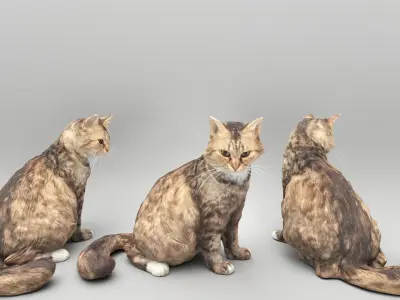 Fluffy cat 28 Low-poly 3D model