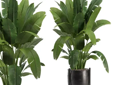 Indoor Plants 02 3D model