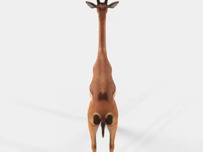 Gerenuk Antelope Low-poly 3D model